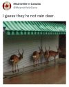 rain deer.jpg