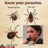 Know Your Tick.jpg