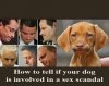 Funny-Animal-Memes---sex-scandal-379x297.jpg