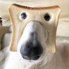 Pure Bread Dog.jpg