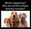 Humans wearing muzzles - dogs.jpg